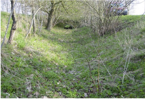 Sohle bewachsen mit Landvegetation
