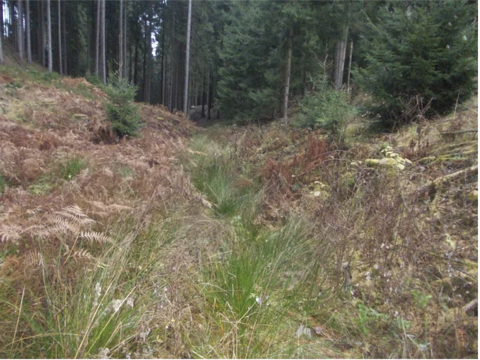 Sohle bewachsen mit Landvegetation